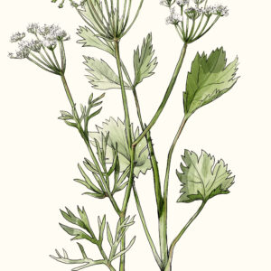 Thüringer Interessenverband für Heil-, Duft- und Gewürzpflanzen