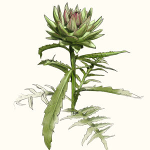 Thüringer Interessenverband für Heil-, Duft- und Gewürzpflanzen