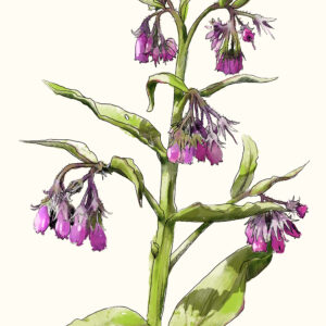 Thüringer Interessenverband für Heil-, Duft- und Gewürzpflanzen