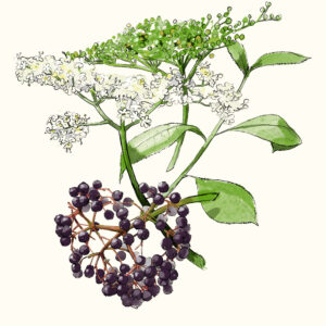 Thüringer Interessenverband für Heil-, Duft- und Gewürzpflanzen