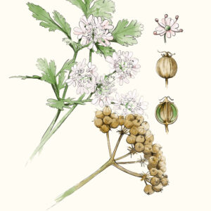 Thüringer Interessenverband für Heil-, Duft- und Gewürzpflanzen