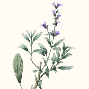 Thüringer Interessenverband für Heil-, Duft- und Gewürzpflanzen