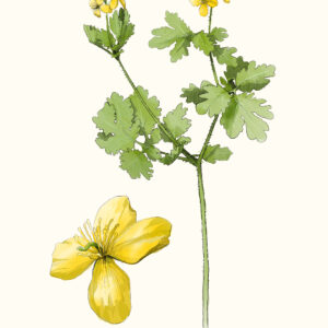 Thüringer Interessenverband für Heil-, Duft- und Gewürzpflanzen