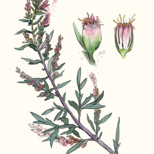 Thüringer Interessenverband für Heil-, Duft- und Gewürzpflanzen