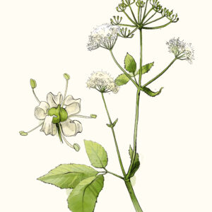 Thüringer Interessenverband für Heil-, Duft- und Gewürzpflanzen