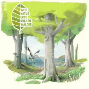 Weltnaturerbe Buchenwälder