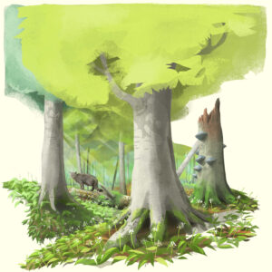 Weltnaturerbe Buchenwälder