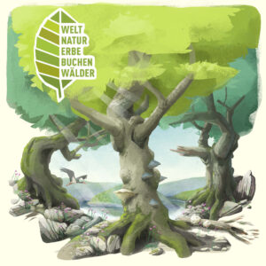 Weltnaturerbe Buchenwälder