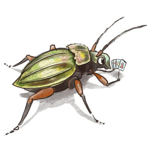 Nationalpark Hainich – Urwaldrollos