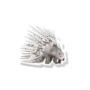 Nationalpark Hainich – Kinderheft